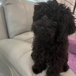 Asher - Black male Yorkipoo puppy in Collier County, Florida from Star Catcher Pups