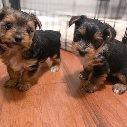Yorkshire Terrier Puppies from Elaine’s Pup Co.
