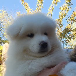 Samoyed Puppies from Happy Valley Sammies