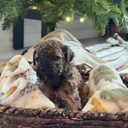 Chipotle - Sable female Poodle puppy in Haines City, Florida from Noelle Poodles