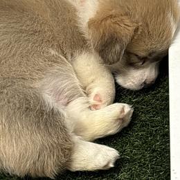 Orange Collar - Red female Pembroke Welsh Corgi puppy in Big Sandy, Texas from Ditto's Pembroke Welsh Corgis