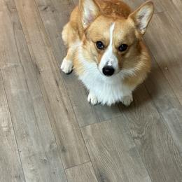 Pembroke Welsh Corgi All Grown Up from Crownwyn Corgis
