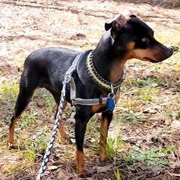 Bernedoodles, French Bulldogs, Miniature Pinschers, and Poodles from French Pinsch Mi Doodle Kennels