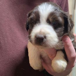 Kay - Red tri-color female Miniature American Shepherd puppy in Vancouver, Washington from BonDrew's Miniature American Shepherds