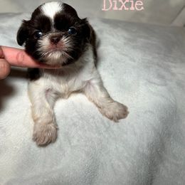 Dixie - Chocolate female Shih Tzu puppy in California from Fairy Tails Shih Tzus CA
