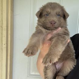 Landon - Isabella male German Shepherd puppy in Watervliet, Michigan from M&M Shepherd Farms
