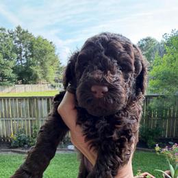 Slinky - Chocolate male Goldendoodle puppy in Montgomery, Texas from Texas Bello Doodles