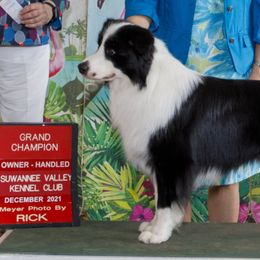 Trace - Border Collie