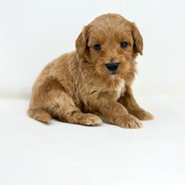 Pleakley - Red  male Goldendoodle puppy in Davison, Michigan from Dreaming Doodles