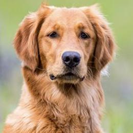 Golden Retrievers from Gallo Gold Retrievers
