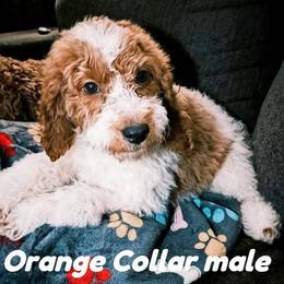Orange Collar Male - aka Orange Beach, Alabama - Parti male Goldendoodle puppy in Eunice, Louisiana from Maison De Pawz