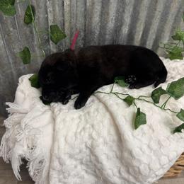Dark Pink - Black sable female Belgian Malinois puppy in Muskegon, Michigan from Red Acres Working Line K9s
