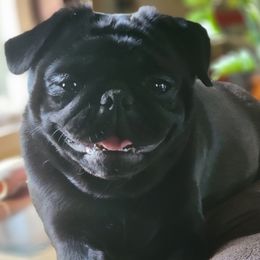 Pug puppies from Palatial Pugs LLC