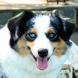 Daisy - Miniature Australian Shepherd