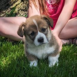 Felix - Sable male Pembroke Welsh Corgi puppy in Coleman, Michigan from Salt Creek Farm Dogs