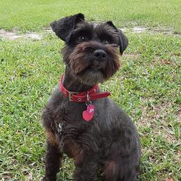 Cocker Spaniels and Miniature Schnauzers from Smith’s Schnauzer Den