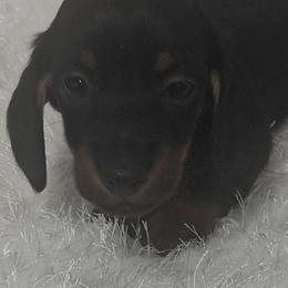 Sampson - Black and tan male Dachshund puppy in Hillsville, Virginia from Bonderosa Kennels