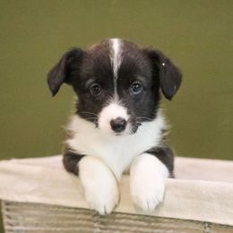 Coco - Brindle and white female American Corgi puppy in Plains, Montana from Diamond Corgis