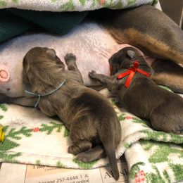 American Bully Puppies from 49th State Kennels