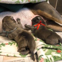 American Bully Puppies from 49th State Kennels