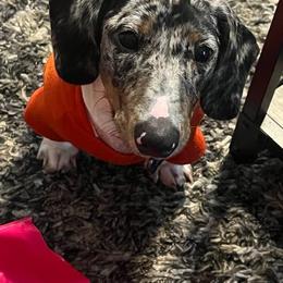 Dachshund Puppies from Lee’s Legendary Lines