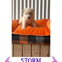 Storm - White female Alaskan Malamute puppy in Easton, Maryland from Stars Howl-O Kennels by FurEver Friends Inc