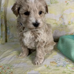 Boy 2 - Apricot male Maltipoo puppy in Clover, South Carolina from Cudi’s Buddies