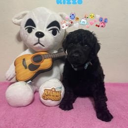 Poodle Puppies from Desert Diamond Poodles