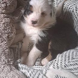 SASSYEAGLE - Black tri-color female Australian Shepherd puppy in Elk Creek, Missouri from Hearts on Fire Australian Shepherds