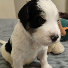 Boy 6 - male Bernedoodle puppy in Henderson, Colorado from Huggable Bernedoodles of Colorado LLC