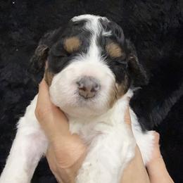 Dolly - Black and white female Bernedoodle puppy in Greeneville, Tennessee from My Two Doodles