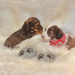 Dachshund Puppies from The Gentle Kennels
