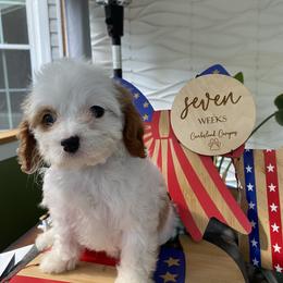 Cavapoo puppies from Cumberland Cavapoos