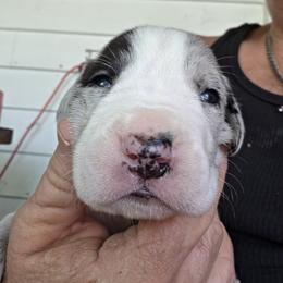 MERLE MANTLE MALE - Mantle merle male Great Dane puppy in Hickman, Kentucky from Tidal Wave Danes