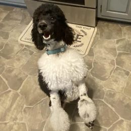 Poodles from Darla's Poodles