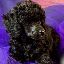 Green Collar Boy - Black male Poodle puppy in Kingston, Oklahoma from Tribal Poodles