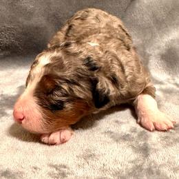Maggie - Blue merle female Bernedoodle puppy in Vacaville, California from Starlight Goldendoodles