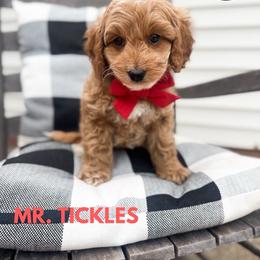 Boy 4 - Apricot male Goldendoodle puppy in Anderson, South Carolina from Brinkerhoff Doodle Farm