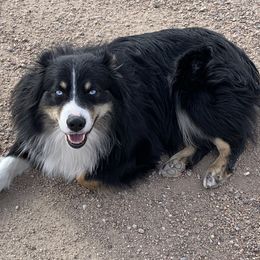Otis - Australian Shepherd