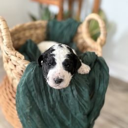Girl 1 - Parti female Goldendoodle puppy in Washington, Illinois from Lola Bear Goldendoodles