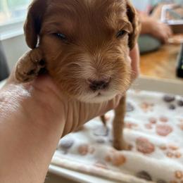 Piglet - Red and white male Cockapoo puppy in Adrian, Oregon from ApplebyFarm