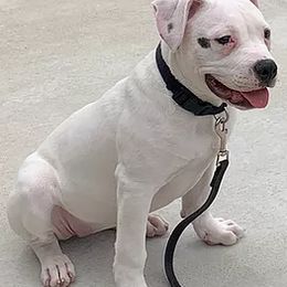 American Bulldogs from Montessa Kennels