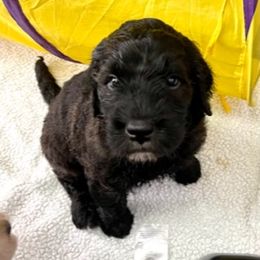 Goldendoodle Puppies from Only Loving Pups