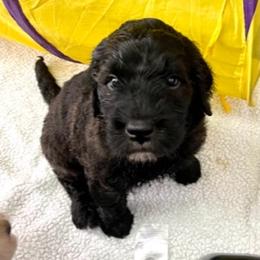 Goldendoodle Puppies from Only Loving Pups