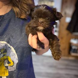Muffin - Chocolate female Shih Tzu puppy in Running Springs, California from Amanda's Shih Tzus