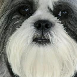 Shih Tzus from Sunnybrook Shih Tzu
