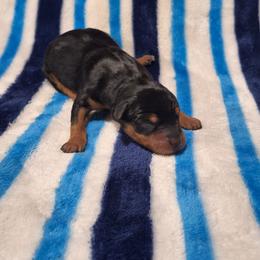 Akira - Black and rust female Miniature Pinscher puppy in Grove, Oklahoma from K&J's Min Pins Of Grand Lake