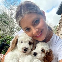 Goldendoodle Puppies from Halo Doodles