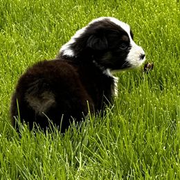 Boy 3 - Black & white Australian Shepherd puppy in Somonauk, Illinois from Shellyn’s Australian Shepherds