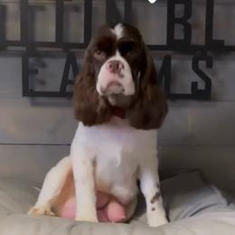 Zara - Cocker Spaniel